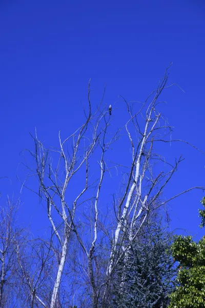 DSC_0707 (Large).JPG